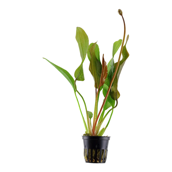 Tropica Akvarieplante i potte Echinodorus Red Diamond